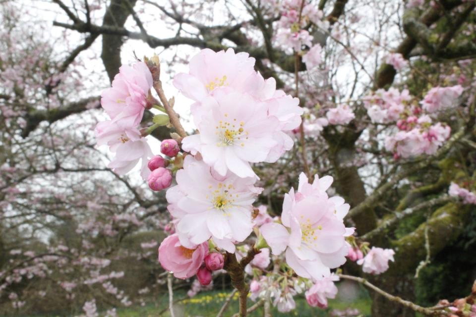 Blossom in the garden at Chirk Castle, near Wrexham. Cooler temperatures and rain have tempered the early spring in much of the country (National Trust Images/Lois York/PA Wire)