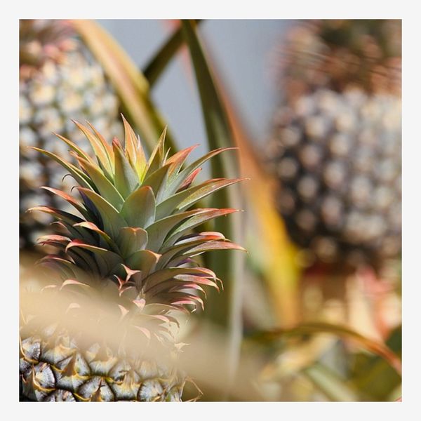 Maui Pineapple Store Monthly Pineapple Subscription