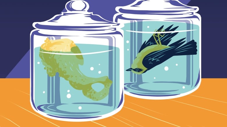 An illustration of a hip bone floating in a jar next to a dead bird also floating upside down in a jar