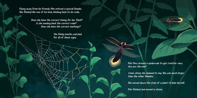 In a children’s book, every word counts. Months of work went into ensuring Mary Arkiszewski’s words conveyed both the storyline and the biological facts surrounding fireflies as powerfully and accurately as possible.