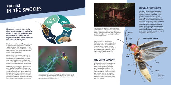 Following the conclusion of Pho’s adventure, the book contains six pages of educational material aimed at answering any questions kids might have about fireflies after reading the story.